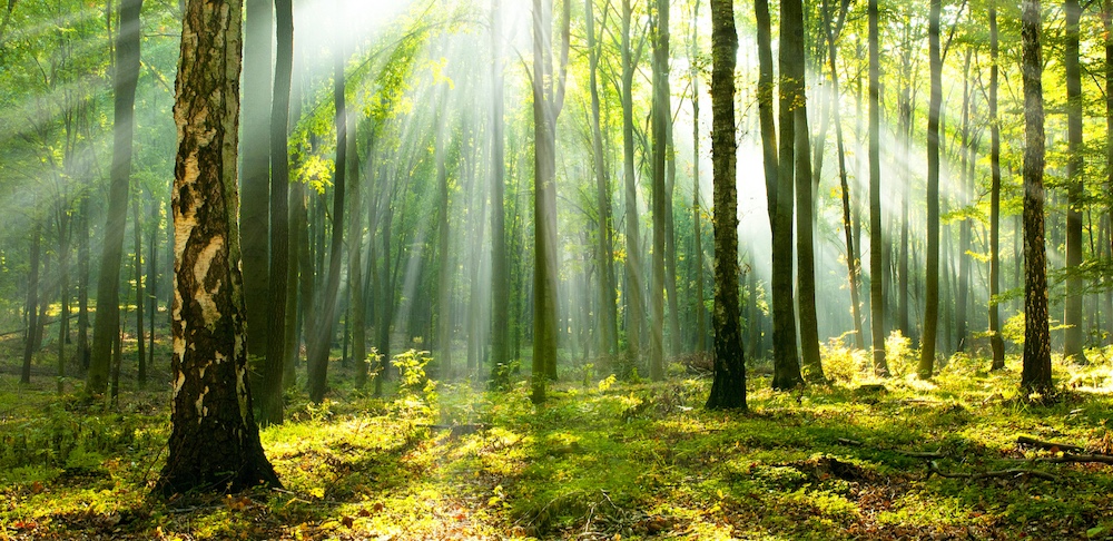 forest-bathing-2_1.jpg